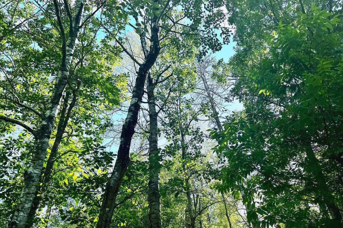 Corner - Summit Ridge Dr, Breezy Point, MN 56472, USA