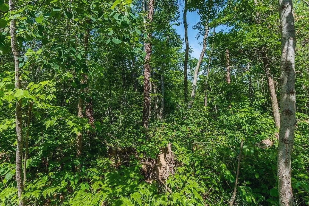 2 of 3 - Catskill Cir Breezy Point, MN 56472, USA